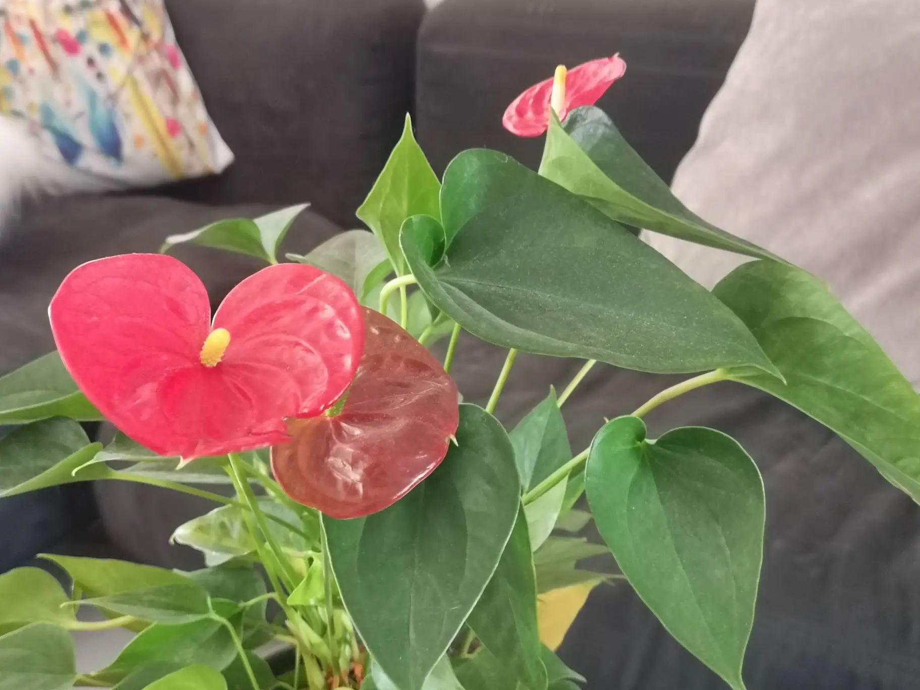 plante verte d'intérieur anthurium-andreanum